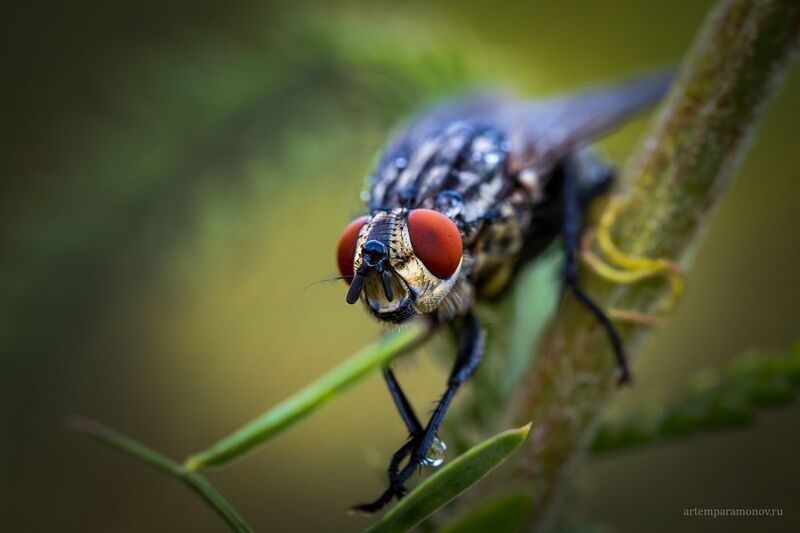 Сейчас будем умываться!  фото превью