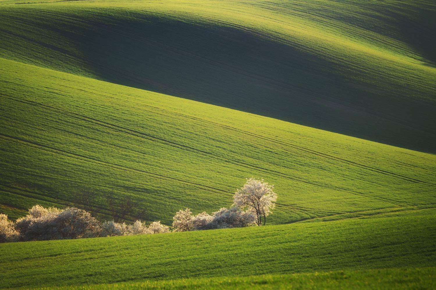 spring,bloom,field, Milan Samochin
