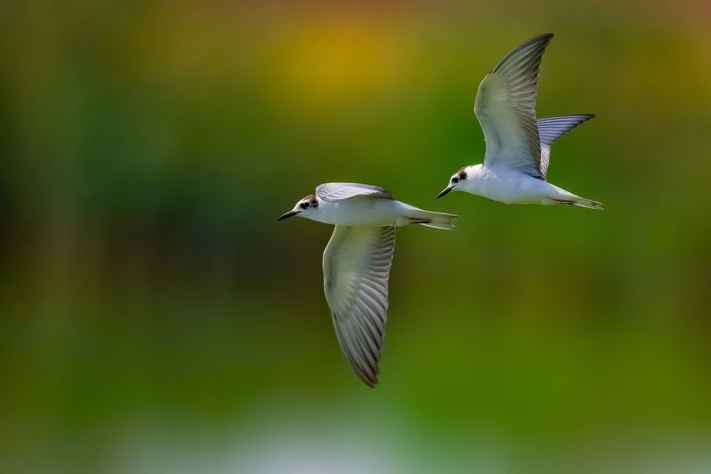 To catch the moment фото превью