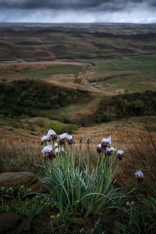 Iris фото превью
