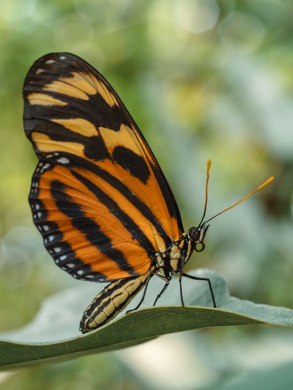 Иностранка фото превью