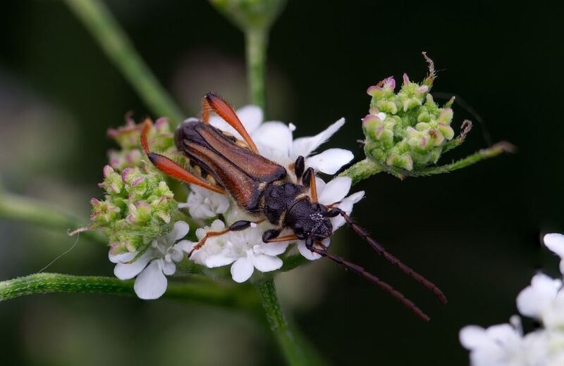 Stenopterus rufus фото превью