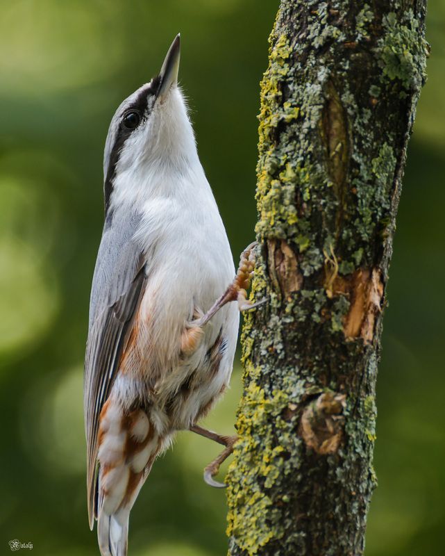 Поползень фото превью