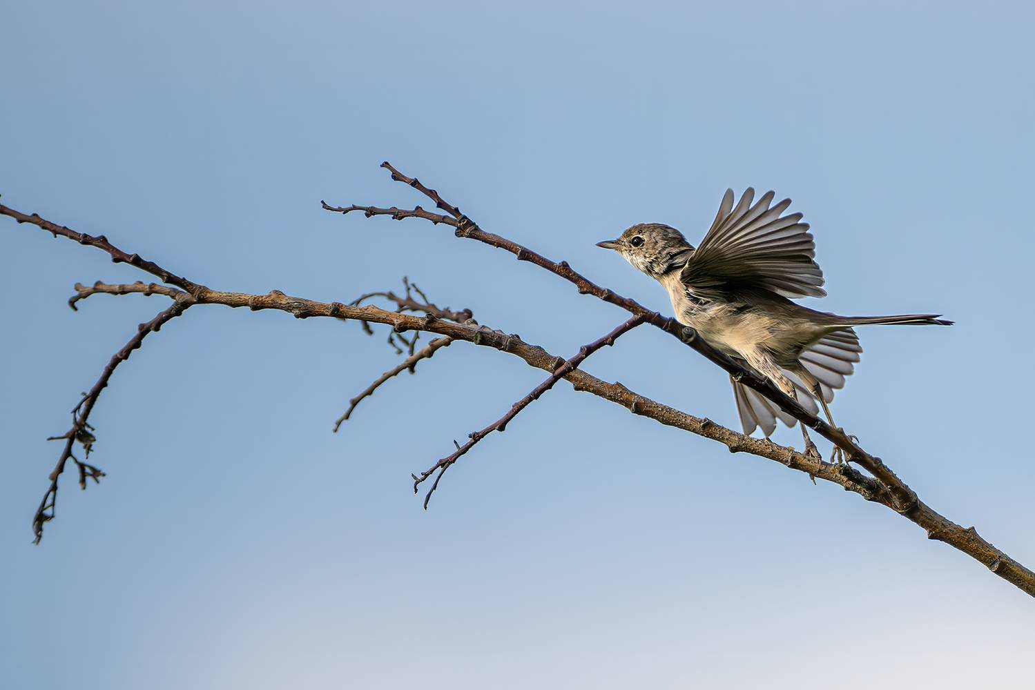 , Молодкин Дмитрий