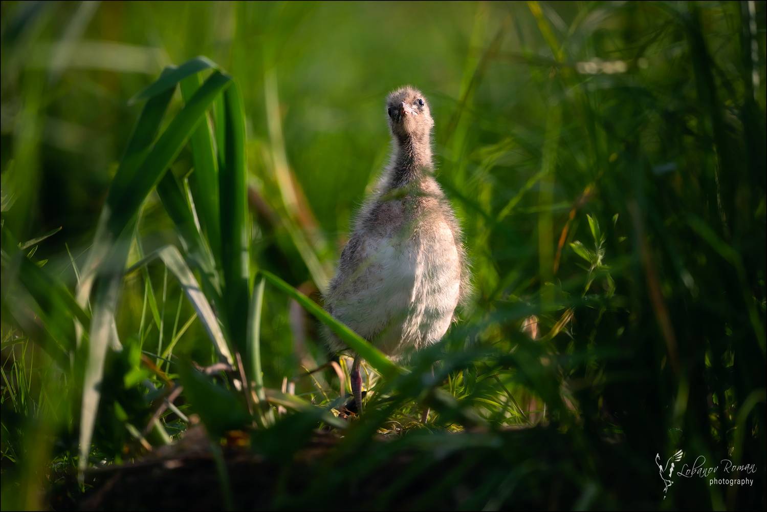 , Лобанов Роман