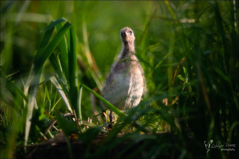 Мечтательный инопланетянин фото превью