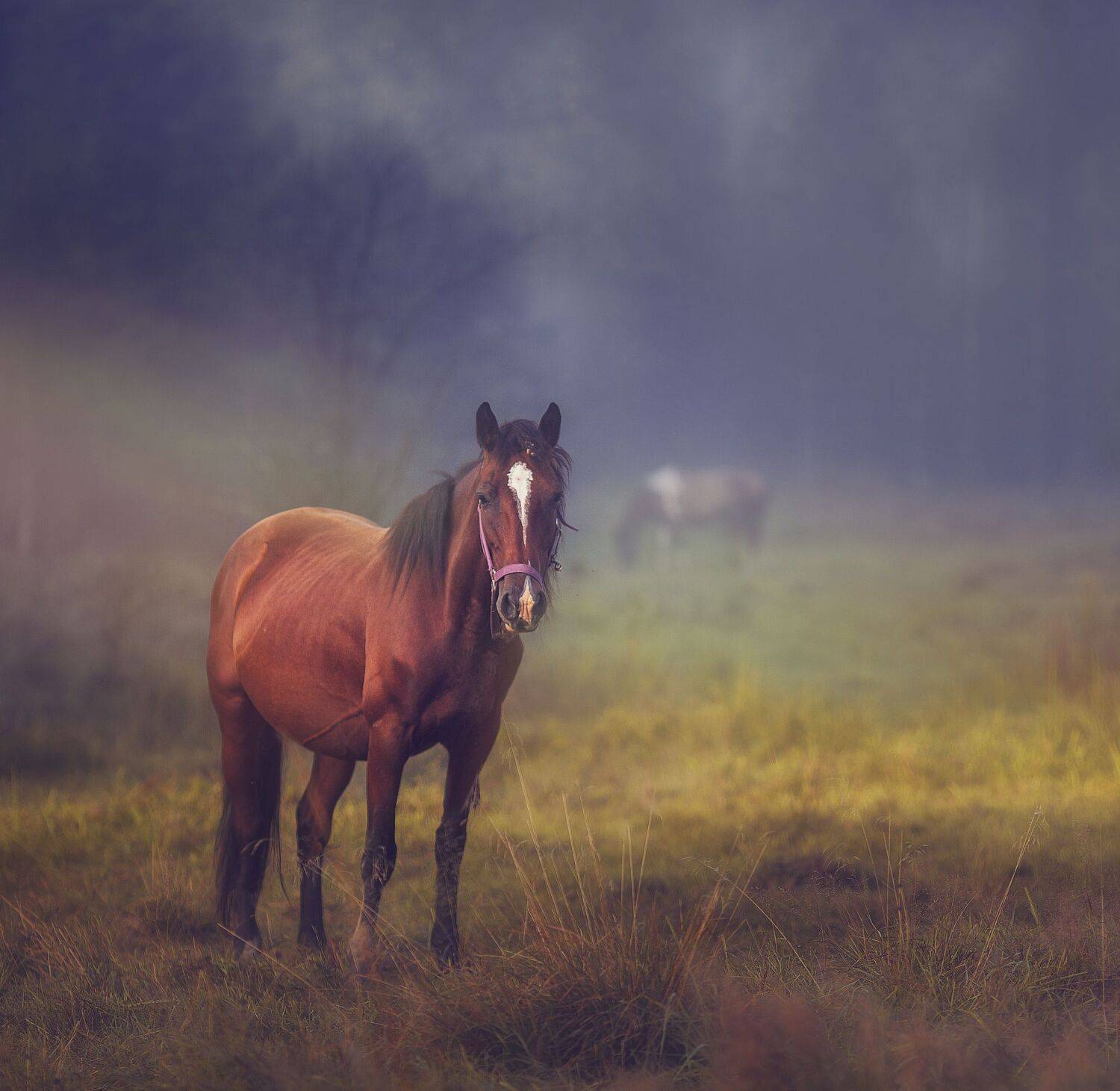 , Художников-Сухоребриков Павел