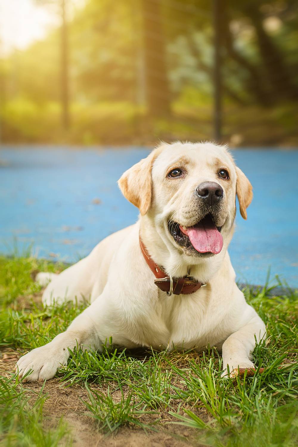 , Корнеев Алексей