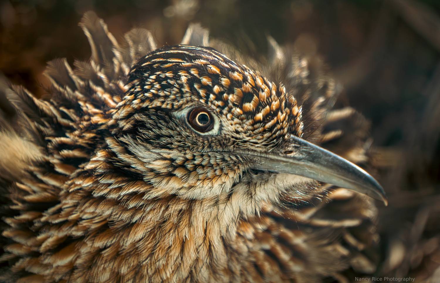 texas, bird, close-up, telephoto, roadrunner, wildlife, animal, outdoors, nature, usa, texas panhandle, Nancy Rice