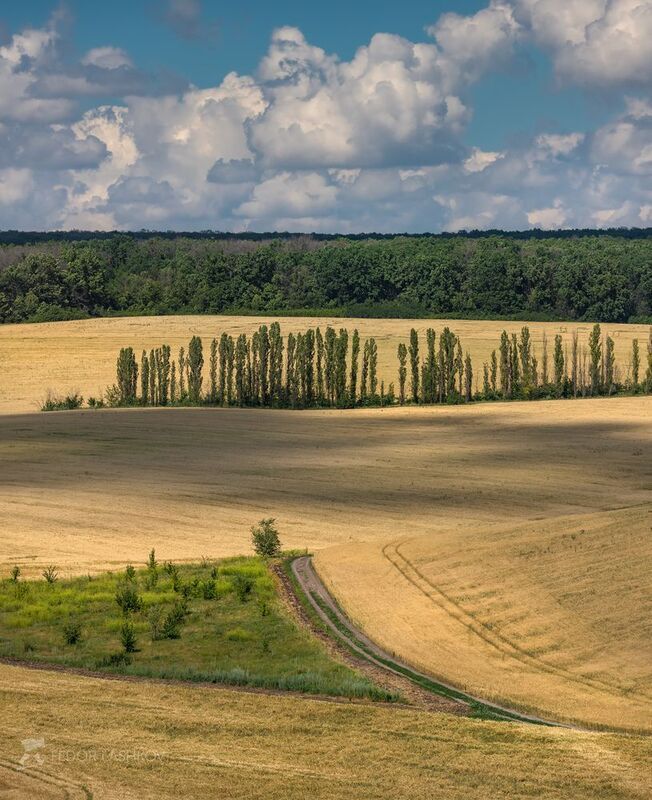 белгородская область, белогорье, поле, полевое, просёлочная дорога, пшеница, зерно, сельское хозяйство, облака, днём, дневное, колос, колосья, зерновое, дерево, Полевое Белогорье фото превью