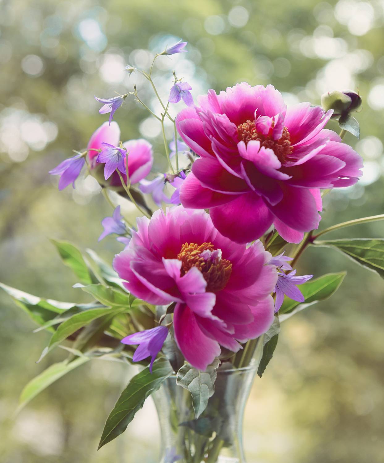 , Божена Пучко