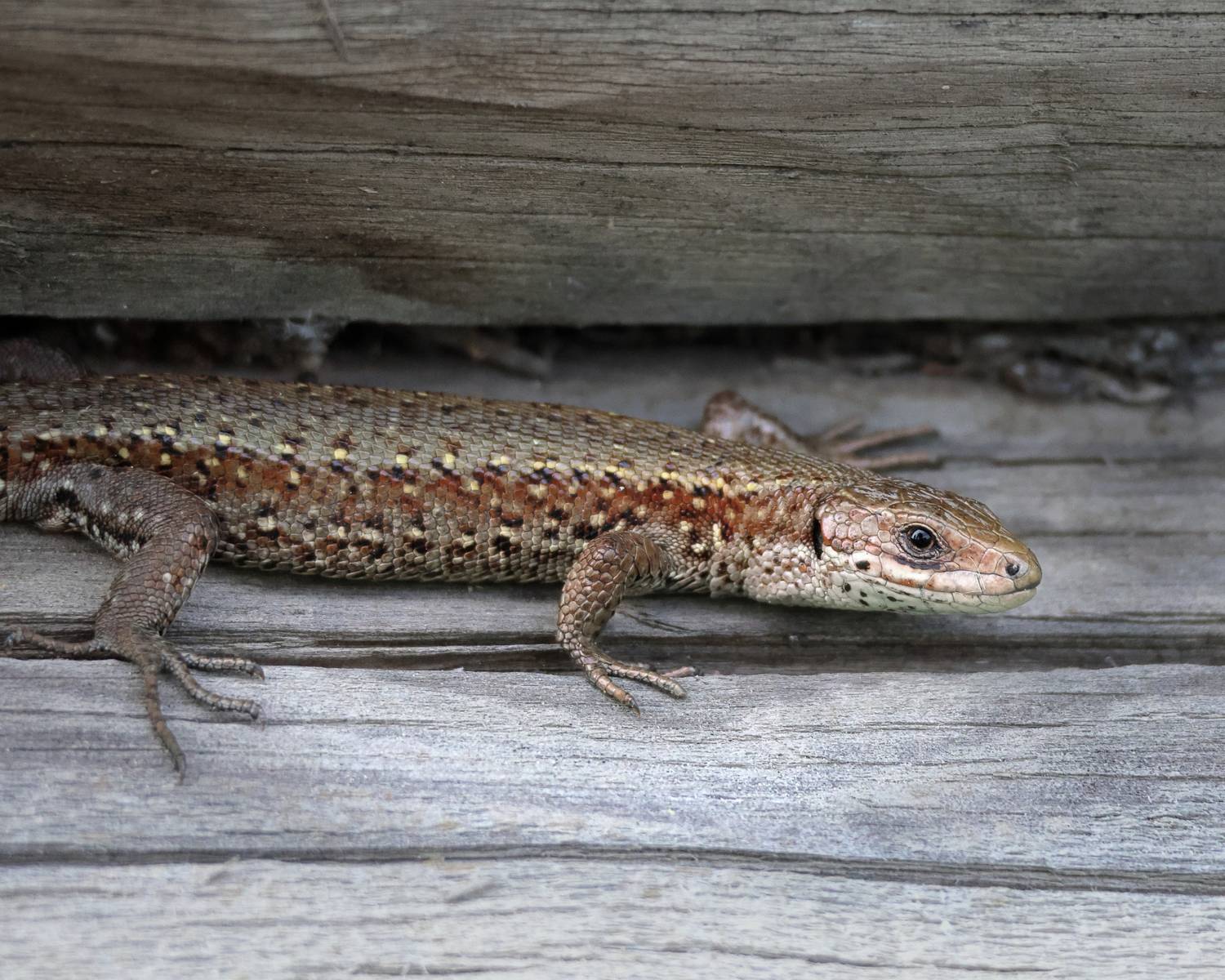 ящерица, фотоохота, природа, Александр Титов