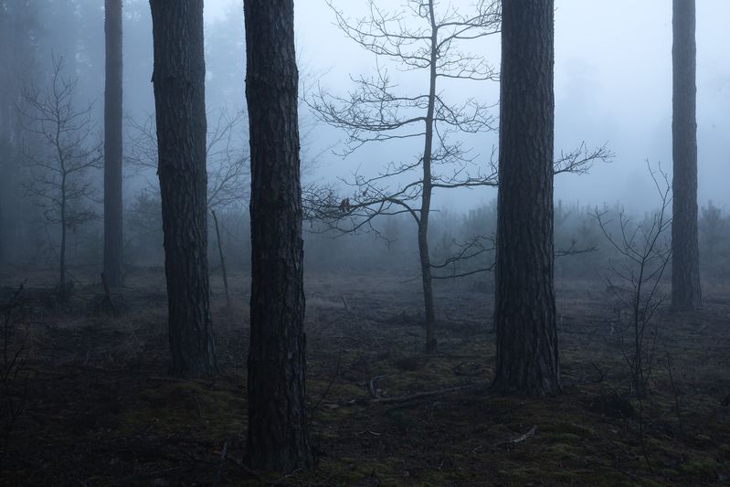 В прохладе рассветного леса фото превью