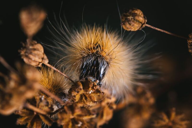 Гусеница Noctuoidea фото превью