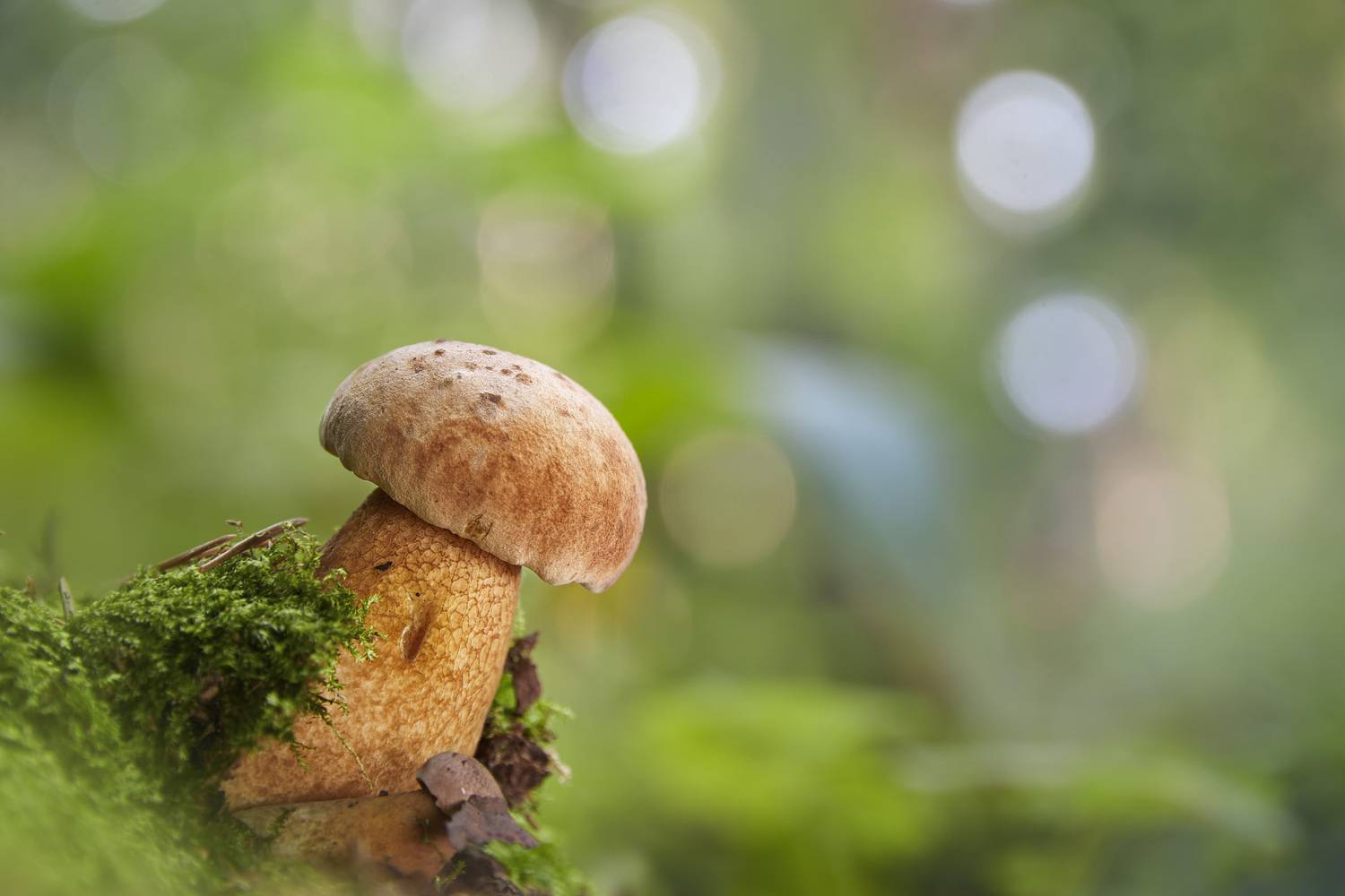 гриб, Валерий Вождаев