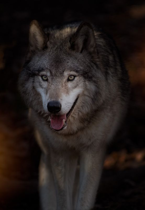 wolf, animal Grey Wolf фото превью