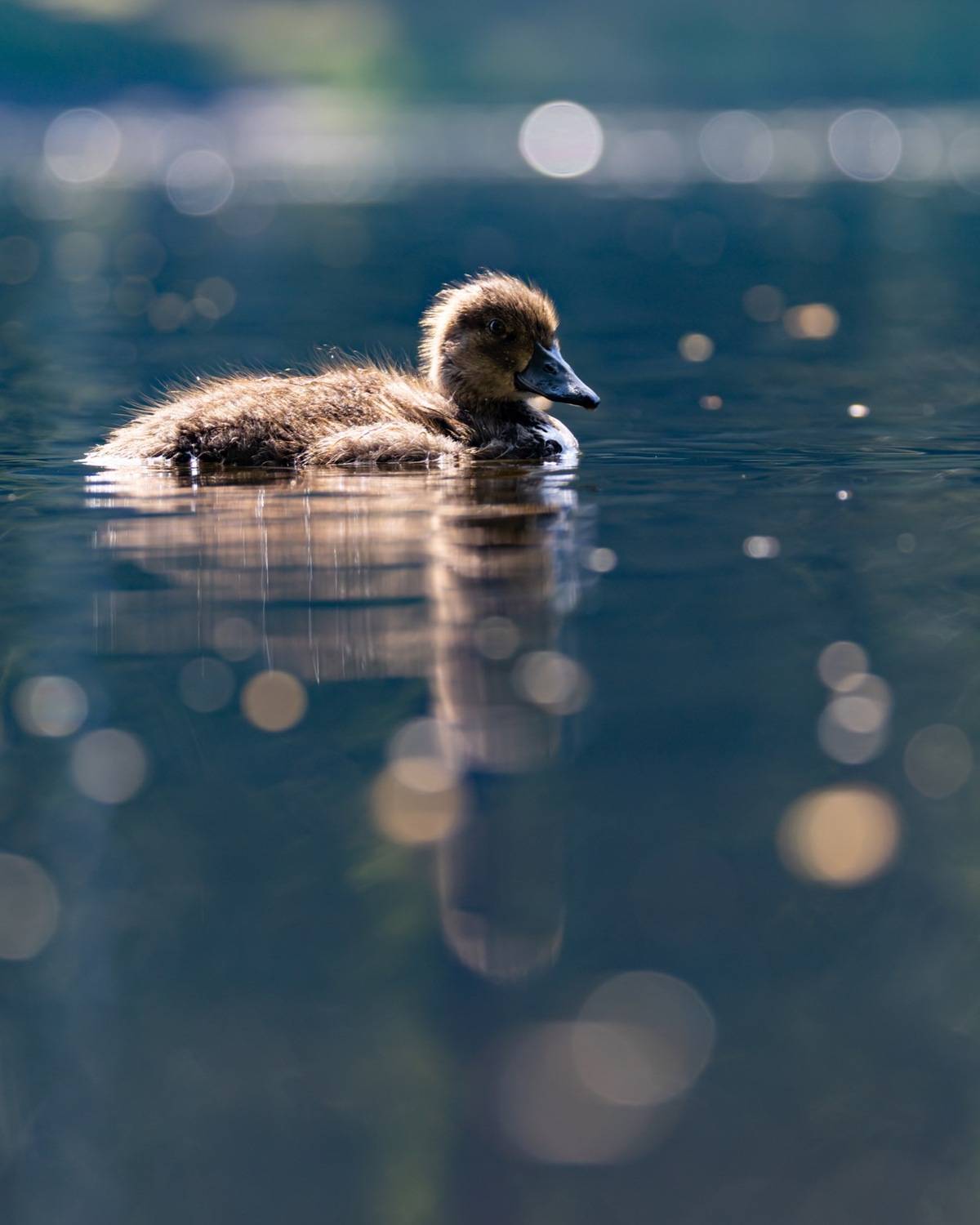 нырок, хохлатая чернеть, утенок, птицы, контражур, Руслан Pl