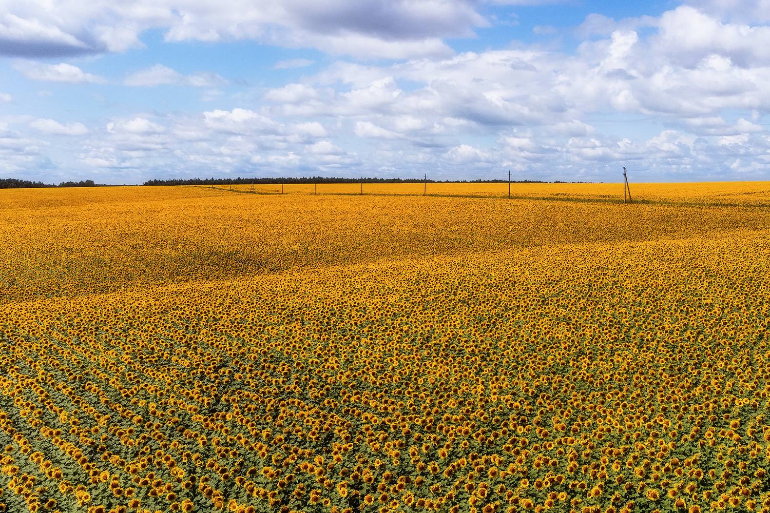 подсолнухи, природа, пейзаж, поля, золото, подсолнечник, Мартыненко Дмитрий
