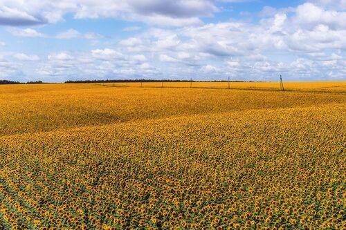 Золотые поля