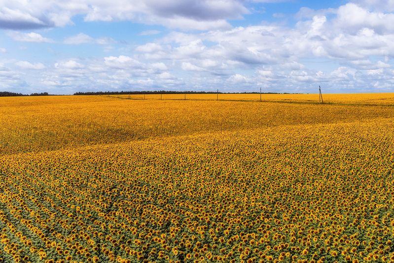 подсолнухи, природа, пейзаж, поля, золото, подсолнечник Золотые поля фото превью