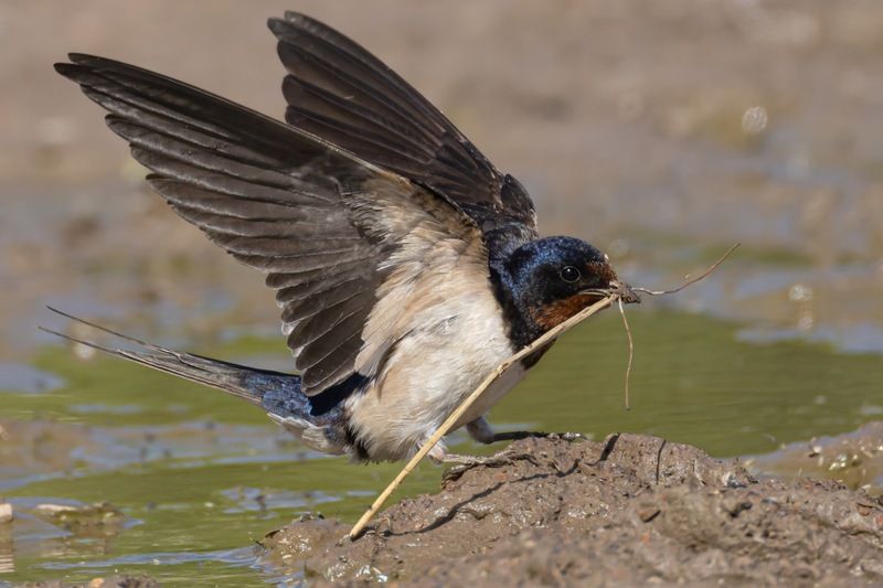 деревенская ласточка, ласточка, птицы Строительство гнезда фото превью