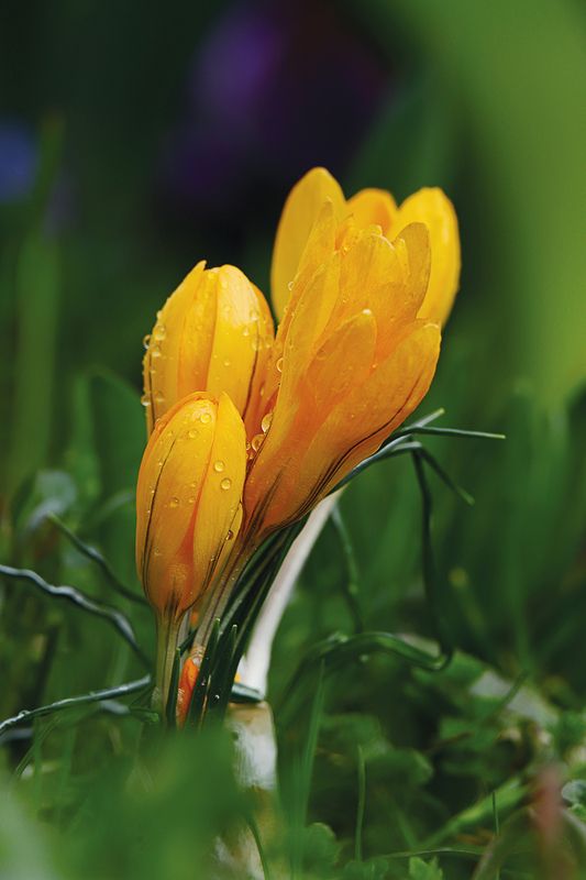 Crocuses after rain фото превью