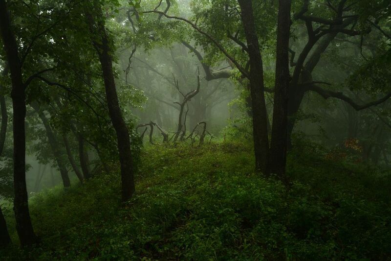 приморье Духи леса. фото превью