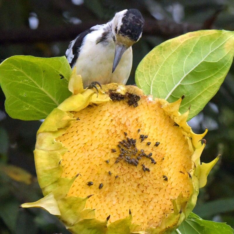 Хорошее всегда быстро кончается. фото превью