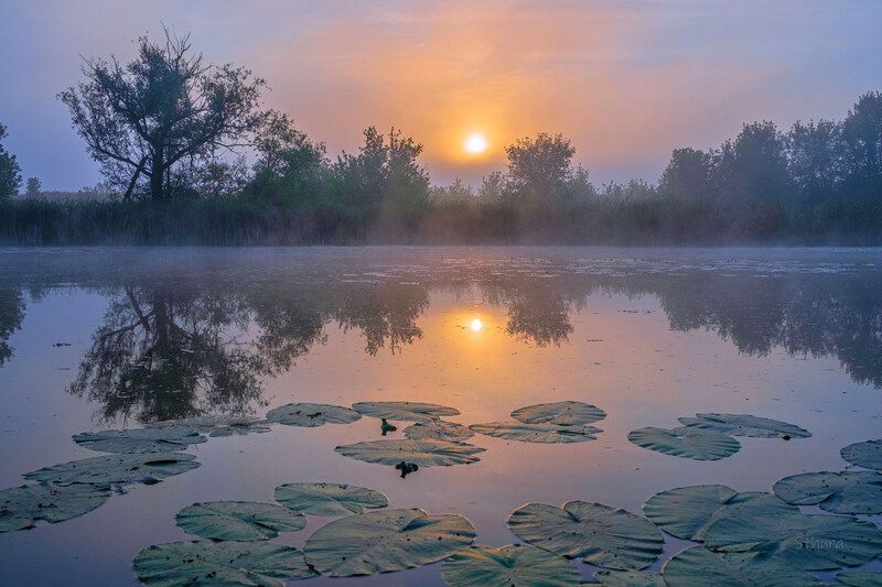 Летним утром. фото превью
