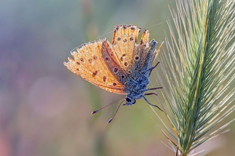Бабочка, колос, паутинки, лето, боке. Жизнь потрепала... фото превью