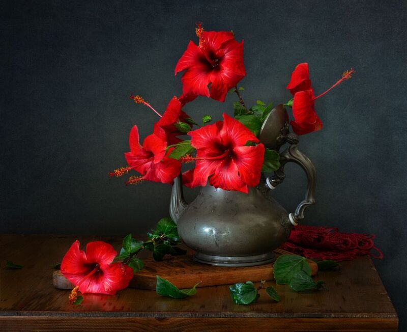 *Майское цветение гибискуса фото превью