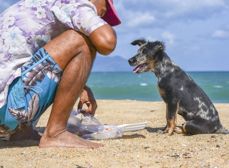 Beachlife of a local boy and his puppy  фото превью