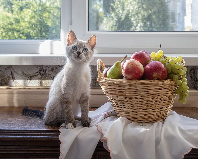 котенок, кошки, питомцы, голубоглазый котенок Подражая старшей подруге фото превью