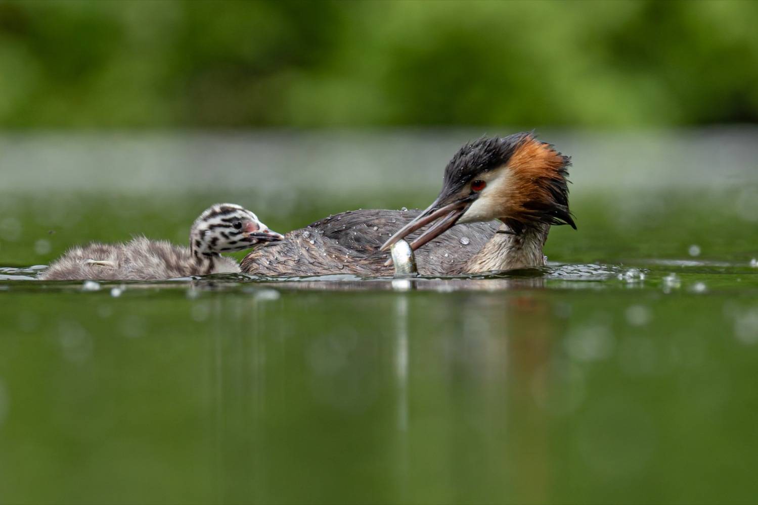 чомга, птицы, поганка, большая поганка, птенцы, Руслан Pl