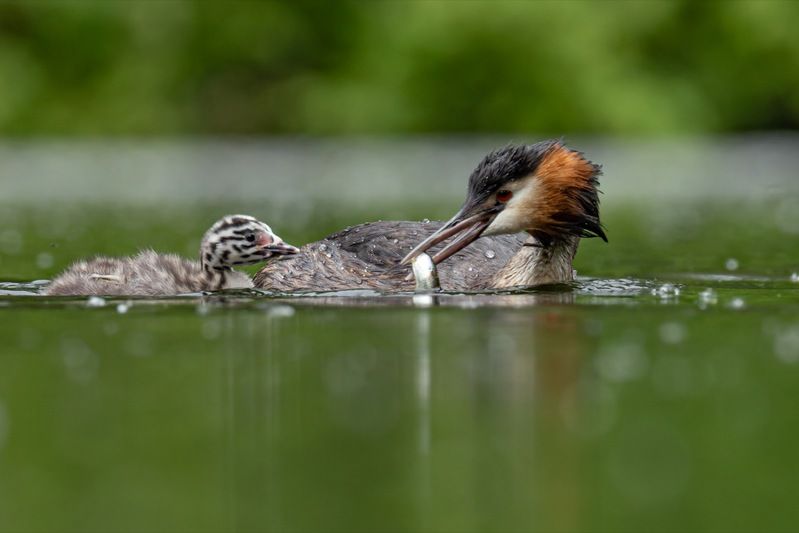 чомга, птицы, поганка, большая поганка, птенцы Попробуй догони! фото превью