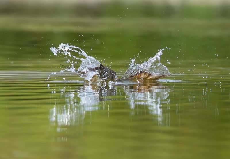 Золотистая щурка фото превью