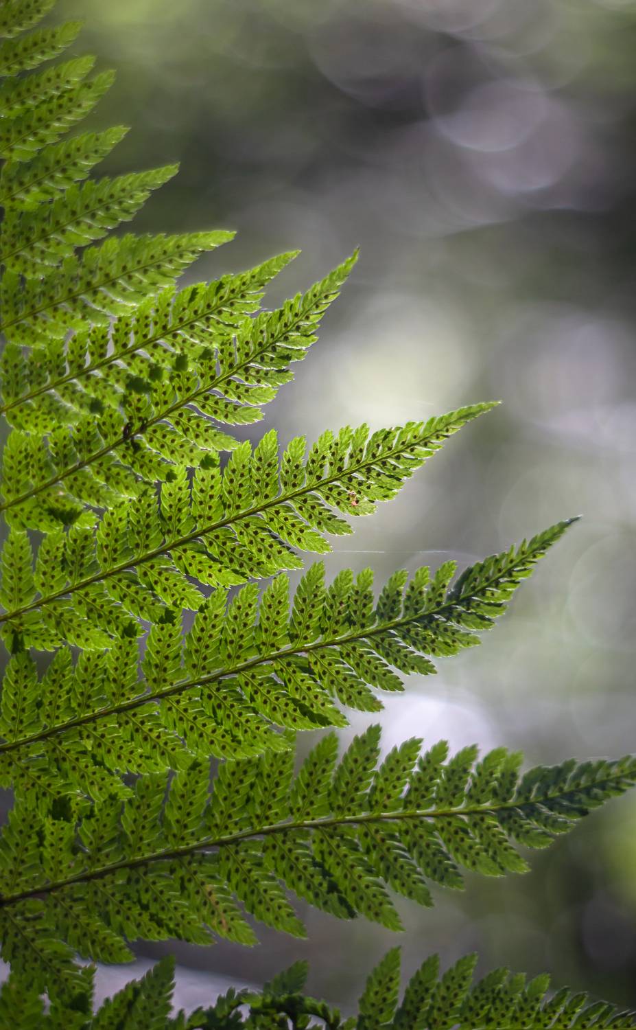 , Обидина Мария