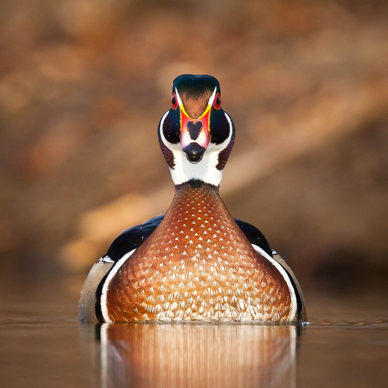 Carolin duck фото превью