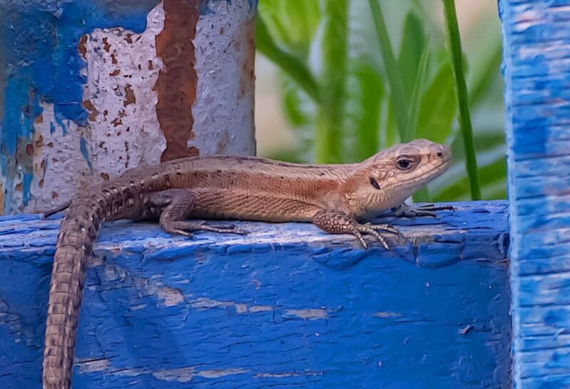 Маленькая ящерка. фото превью