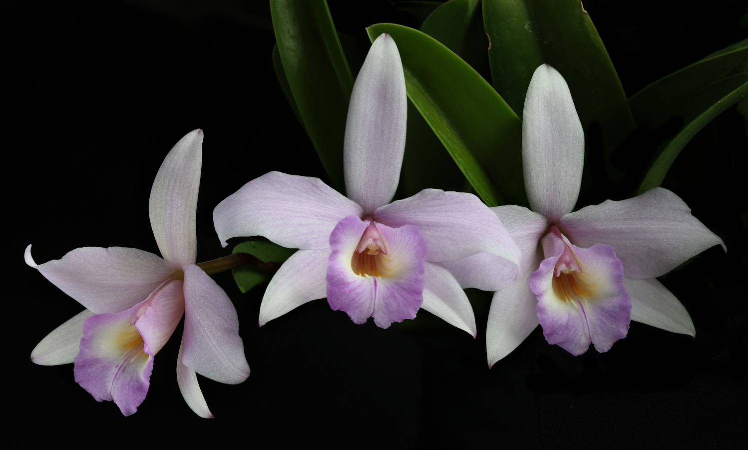 орхидея, Александр Зорин