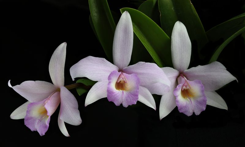 орхидея My precious фото превью