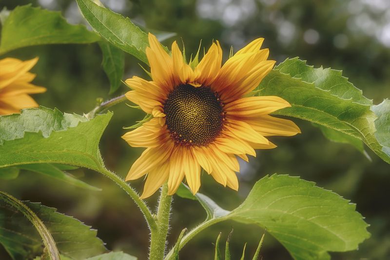 подсолнух ПодСолнечное настроение фото превью