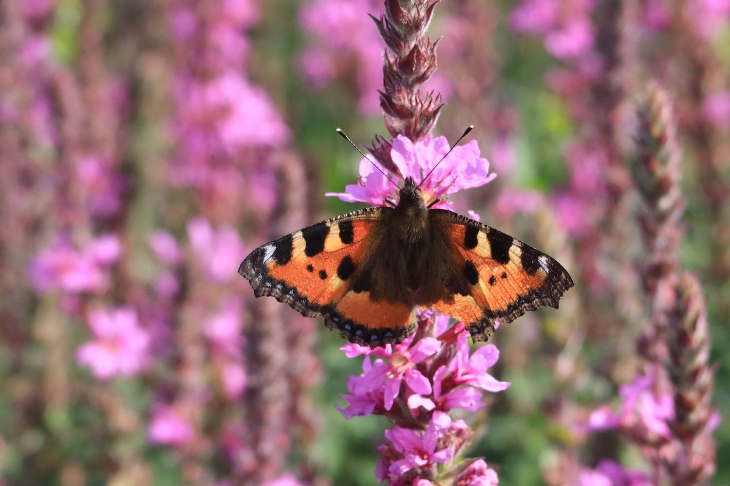бабочка,цветок, Козлова Галина