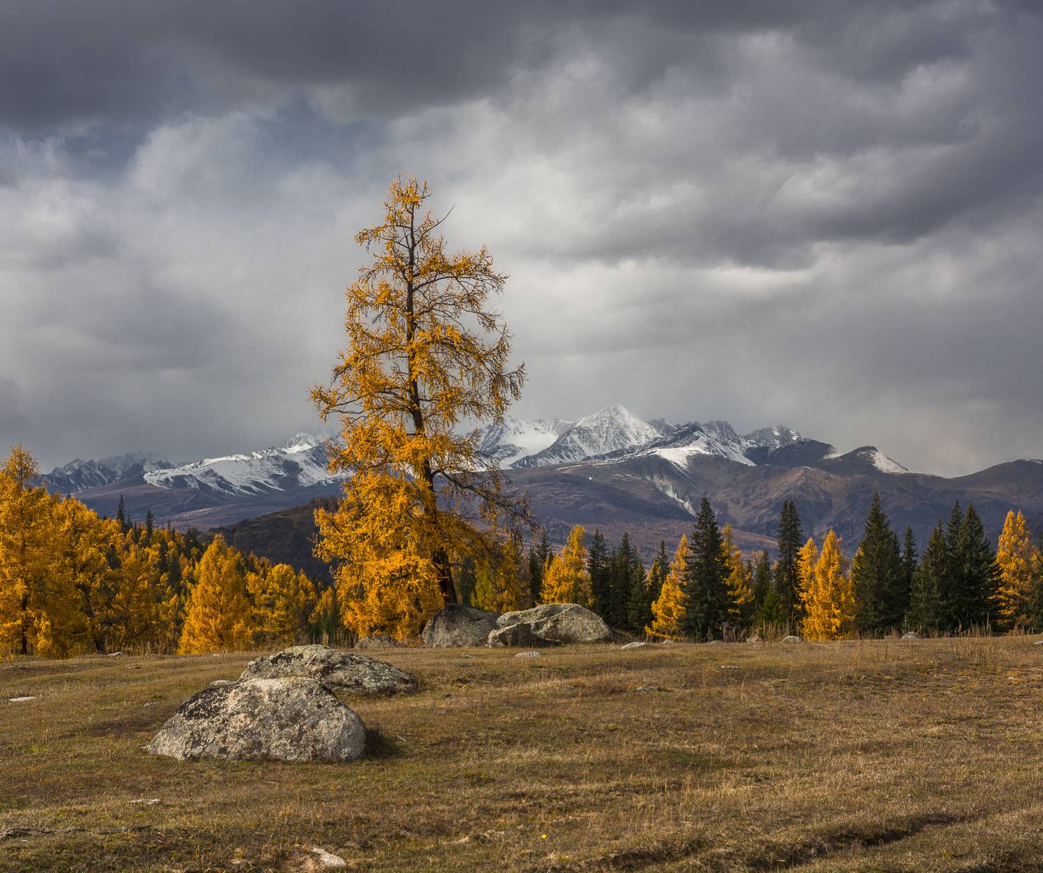 россия, горный алтай,осень, лиственницы, хмурое небо, Поляков Андрей