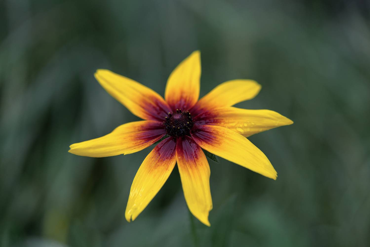 , Завьялова Людмила