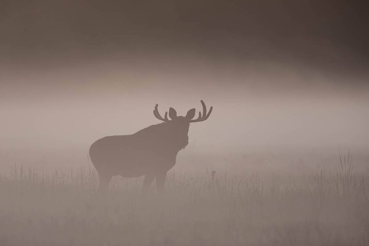 las,polana,łoś,przyroda,ssaki,natura,fauna,podlasie, Zakrzewski Marcin