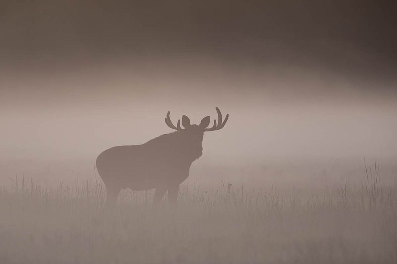 las,polana,łoś,przyroda,ssaki,natura,fauna,podlasie Łoś фото превью