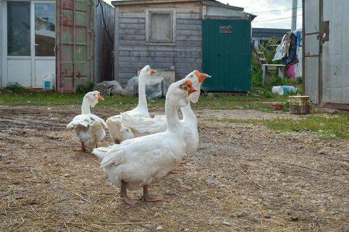 Очень Важные Персоны