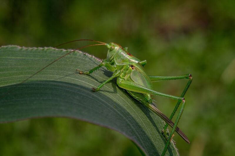 Tettigonia viridissima фото превью