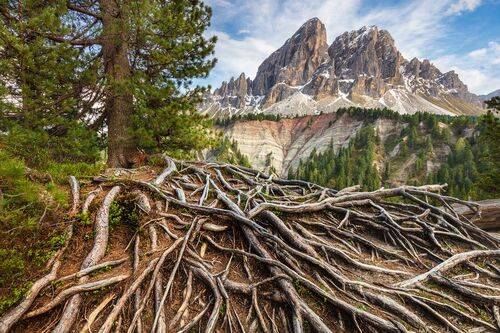 Tangle